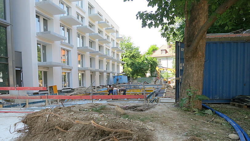 Die Wurzeln auf der Betonplatte wurden freigelegt und untersucht. Die Wurzeln auf der Betonplatte wurden freigelegt und untersucht.