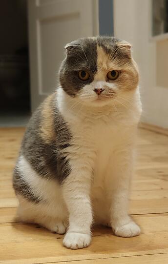 Emmi