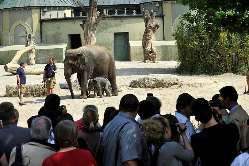 Eine erster Ausflug ins Freie: Das Baby von Elefantenkuh Temi durfte im Teirpark Hellabrunn erstmals das Außengehege erkunden.