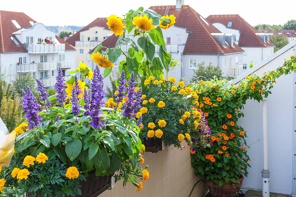 Blühende Oase Frühlingspflanzen für Balkon und Terrasse Abendzeitung