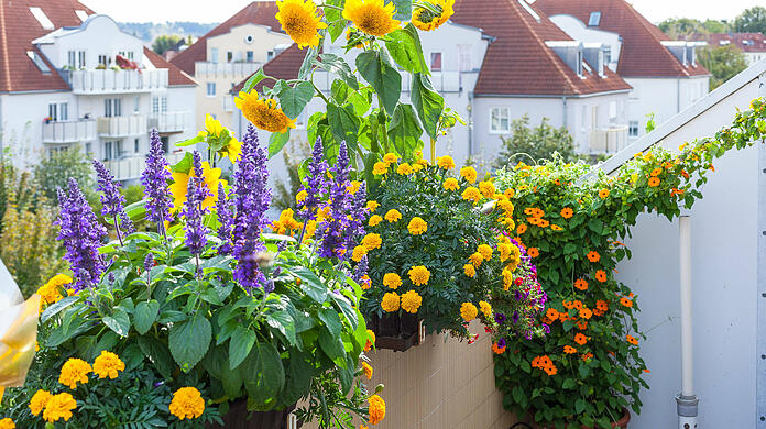 Üppige Blumenkästen auf einem Balkon in einem Wohngebiet.