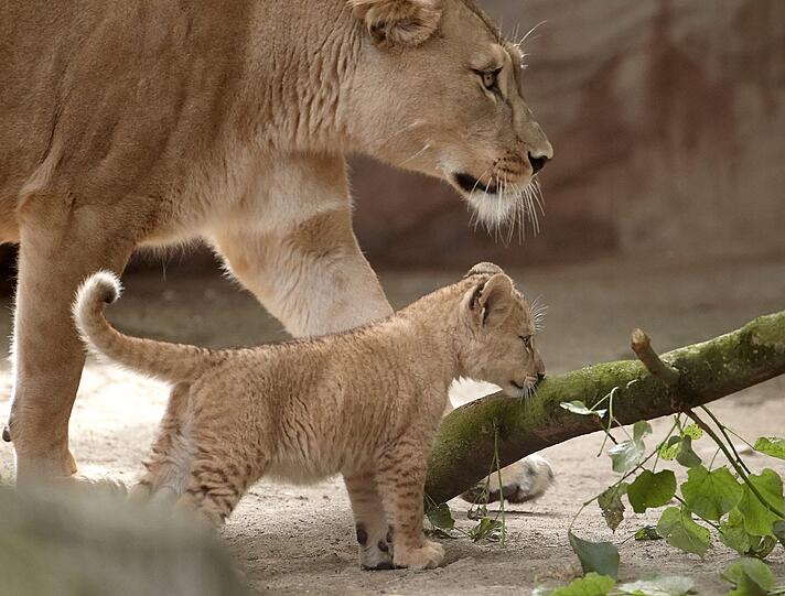Die am 19. April geborenen Löwenbabies erkunden im Zoo in Neuwied (Rheinland-Pfalz) mit Vater Schröder ihr Gehege. Auf der ganzen Welt gibt es nach Angaben von Zoodirektor Mirko Thiel nur noch rund 100 wohl nicht mehr völlig reinrassige Berberlöwen