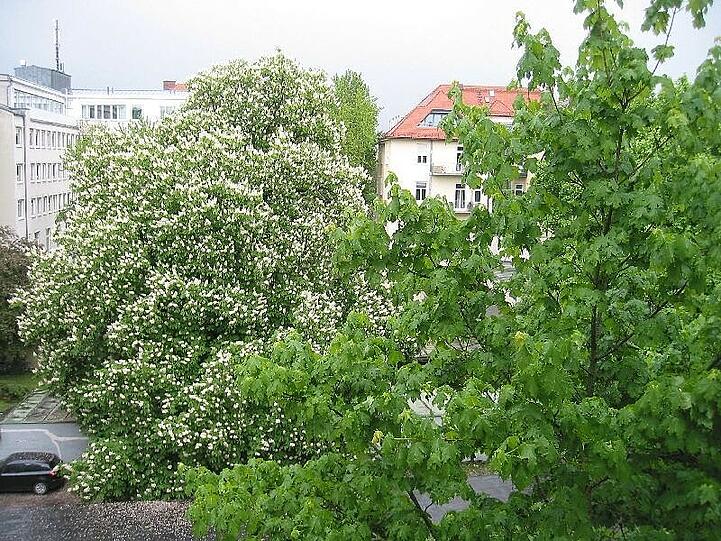 Die große Kastanie (hinten) muss weichen.