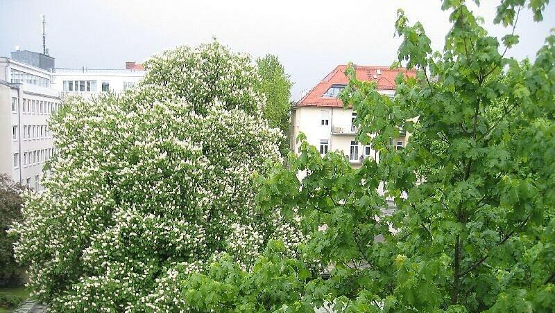 Die große Kastanie (hinten) muss weichen. Die große Kastanie (hinten) muss weichen.