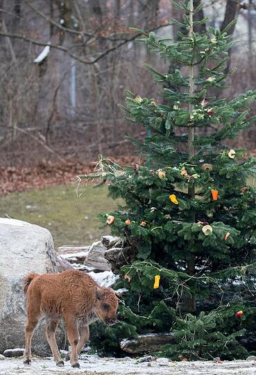 Auch die Waldbisons werden mit einem schön geschmückten Weihnachtsbaum überrascht.