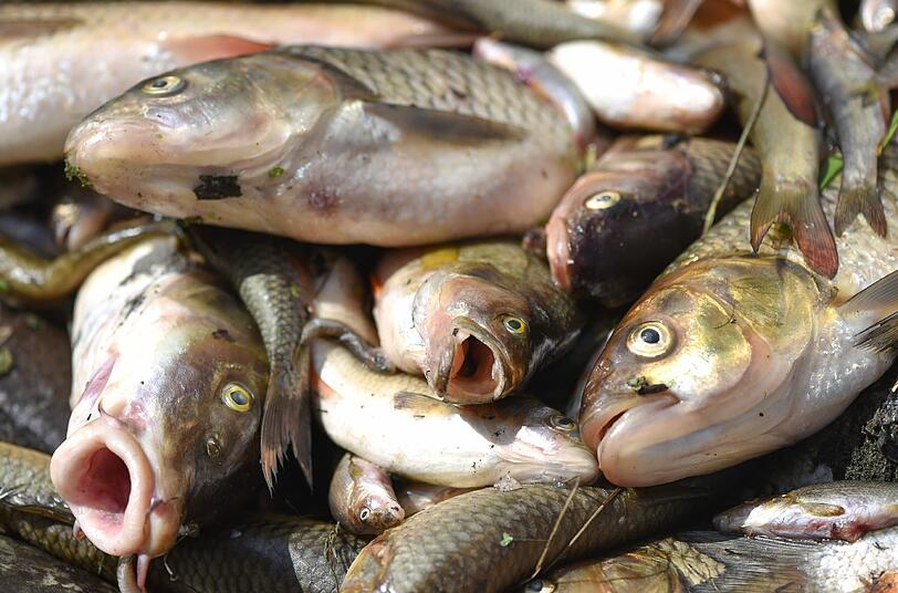 Giftiges Löschwasser hat im Kreis Schwäbisch Hall ein großes Fischsterben in der Jagst ausgelöst.