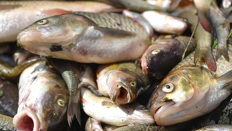 Giftiges Löschwasser hat im Kreis Schwäbisch Hall ein großes Fischsterben in der Jagst ausgelöst. Giftiges Löschwasser hat im Kreis Schwäbisch Hall ein großes Fischsterben in der Jagst ausgelöst.