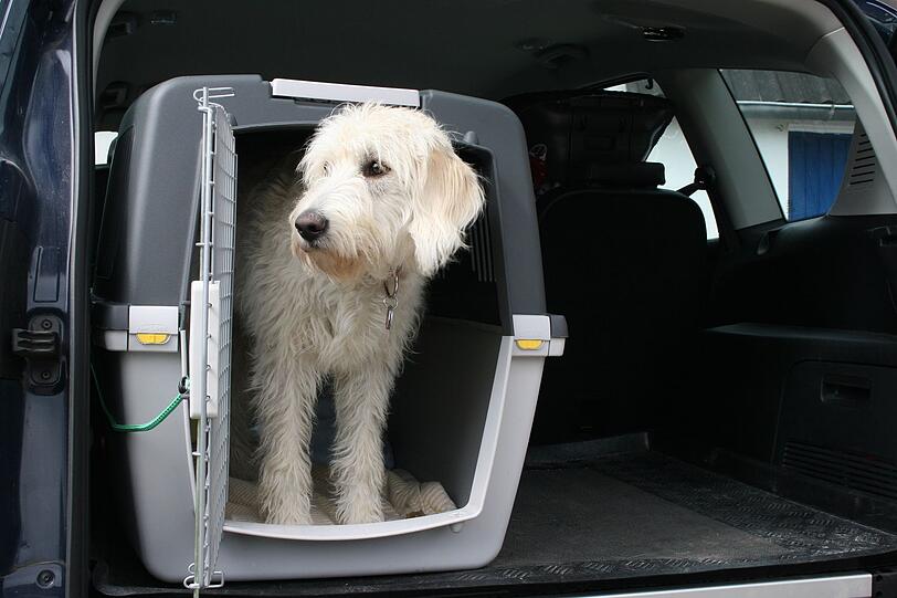 Hundeboxen haben sich bei Tests als die sicherste Transportart für mitreisende Haustiere herausgestellt.
