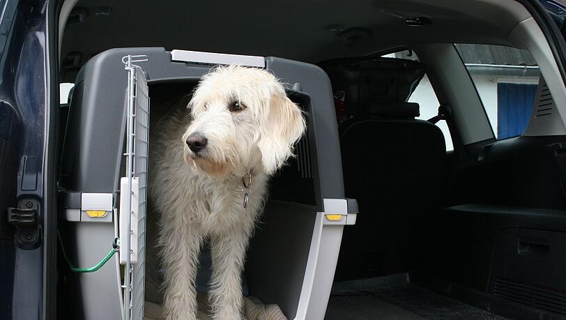 Hundeboxen haben sich bei Tests als die sicherste Transportart für mitreisende Haustiere herausgestellt. Hundeboxen haben sich bei Tests als die sicherste Transportart für mitreisende Haustiere herausgestellt.