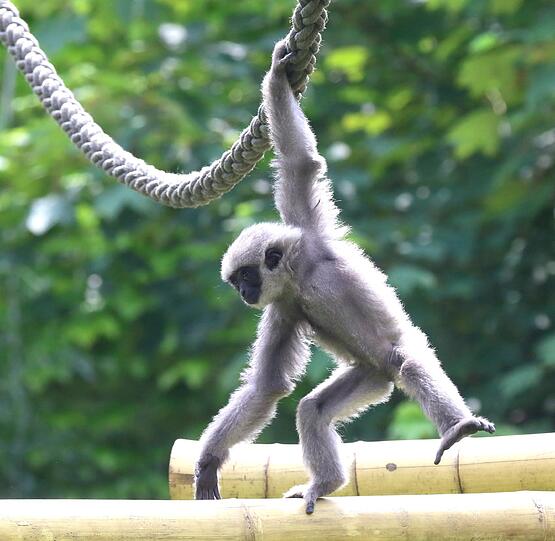 Mia ist die jüngste der fünfköpfigen Silbergibbon-Familie im Tierpark Hellabrunn.