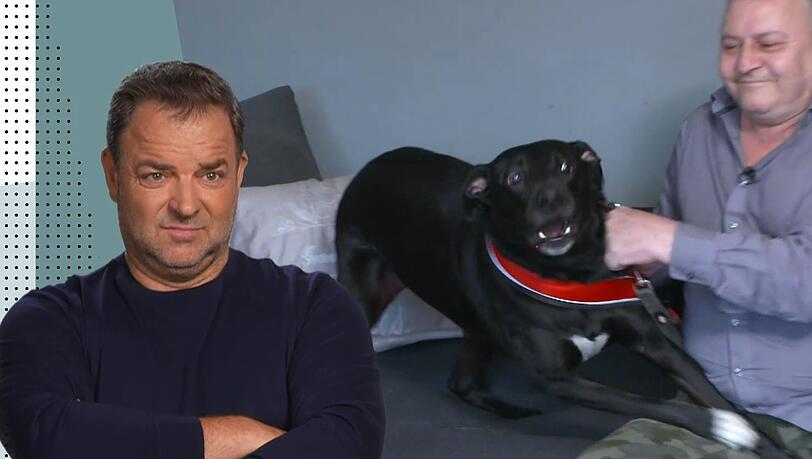 Bei Labrador Socke ist einiges in der Erziehung falschgelaufen, wie Martin Rütter den Herrchen bescheinigt. Bei Labrador Socke ist einiges in der Erziehung falschgelaufen, wie Martin Rütter den Herrchen bescheinigt.