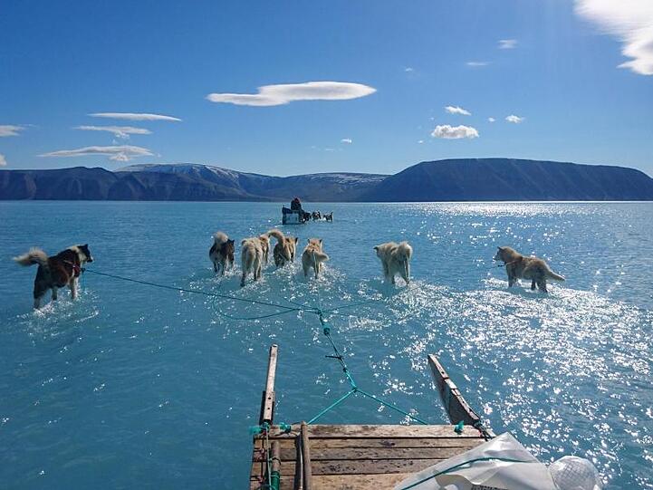 Hunde ziehen den Schlitten von Klimaforscher Steffen M. Olsen durch das Schmelzwasser auf dem Eis vor Grönland.