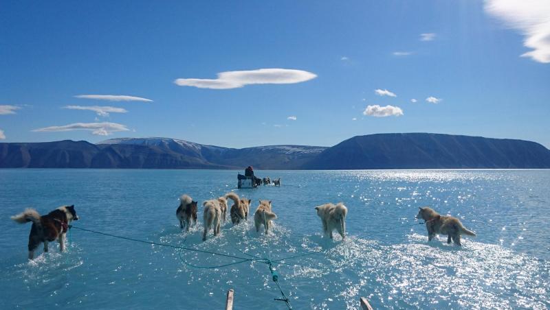 Hunde ziehen den Schlitten von Klimaforscher Steffen M. Olsen durch das Schmelzwasser auf dem Eis vor Grönland. Hunde ziehen den Schlitten von Klimaforscher Steffen M. Olsen durch das Schmelzwasser auf dem Eis vor Grönland.