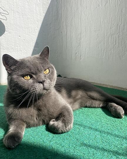 Marcel