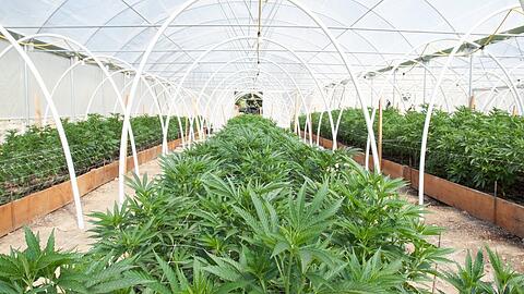Mit dem neuen Cannabisgesetz könnte Cannabis in Deutschland kommerzialisiert werden.