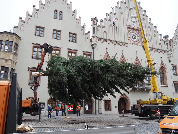 Der Baum schwebt über dem Boden, nur gehalten von einem Bagger und einem Kran.