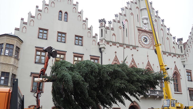 Der Baum schwebt über dem Boden, nur gehalten von einem Bagger und einem Kran. Der Baum schwebt über dem Boden, nur gehalten von einem Bagger und einem Kran.