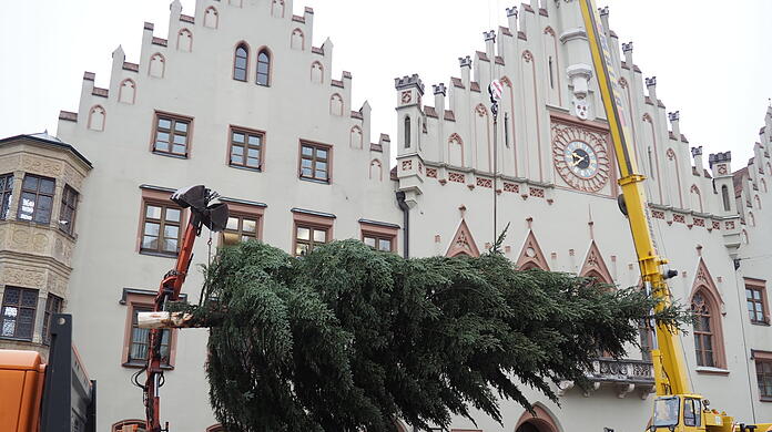 Der Baum schwebt über dem Boden, nur gehalten von einem Bagger und einem Kran.