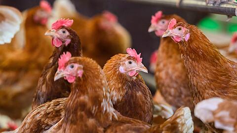 Die Vogelgrippe, auch Geflügelpest genannt, ist eine bei vielen Vogel- und Geflügelarten häufig tödlich verlaufende Infektionskrankheit. (Symbolbild)