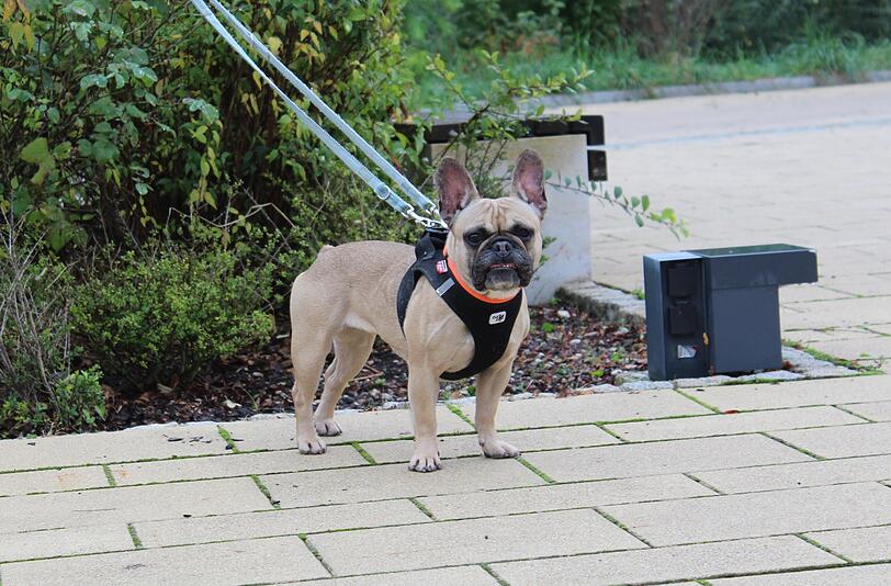 Die Französische-Bulldoggen-Dame Amanda (3) ist sehr verspielt. Allerdings braucht sie die konsequente Führung eines hundeerfahrenen Menschen und den Besuch einer Hundeschule, weil sie noch viel lernen muss. Besonders Ruhe zu bewahren, fällt ihr schwer.