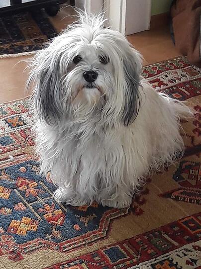 Niccolo