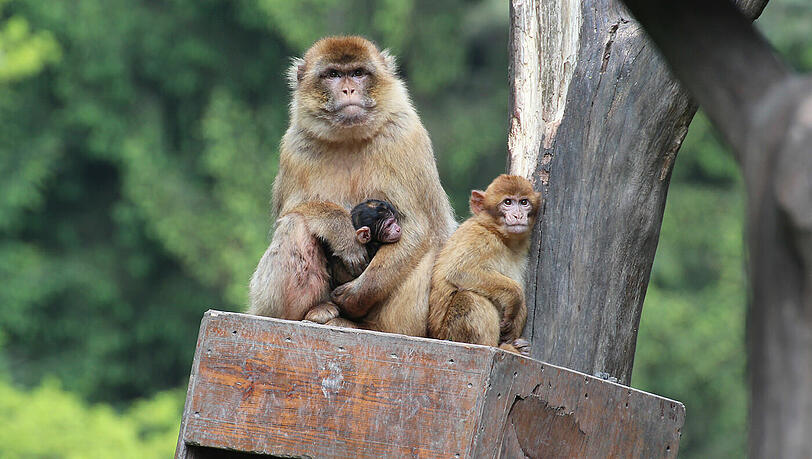 Im eigenen Tierpark können Sie viele verschiedene Tiere bestaunen, unter anderem auch die Berberaffen. Im eigenen Tierpark können Sie viele verschiedene Tiere bestaunen, unter anderem auch die Berberaffen.