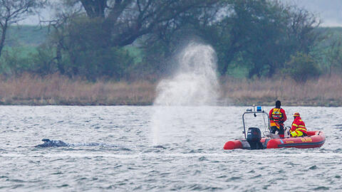 Der Buckelwal vor der Insel Poel bl&auml;st Luft ab und wird von Helfern auf Schlauchbooten beobachtet. Der bei Wismar gestrandete Wal hatte sich am Montagmorgen freigeschwommen und sich mehrere Kilometer fortbewegt.