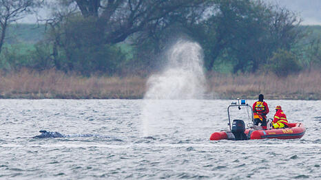 Der Buckelwal vor der Insel Poel bl&auml;st Luft ab und wird von Helfern auf Schlauchbooten beobachtet. Der bei Wismar gestrandete Wal hatte sich am Montagmorgen freigeschwommen und sich mehrere Kilometer fortbewegt.