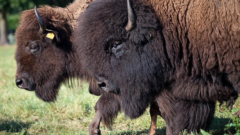 Bisons wirken von der äußeren Erscheinung her eher träge, sie sind aber manchmal auch unberechenbar und zählen zu den gefährlichsten Tieren Nordamerikas. Bisons wirken von der äußeren Erscheinung her eher träge, sie sind aber manchmal auch unberechenbar und zählen zu den gefährlichsten Tieren Nordamerikas.
