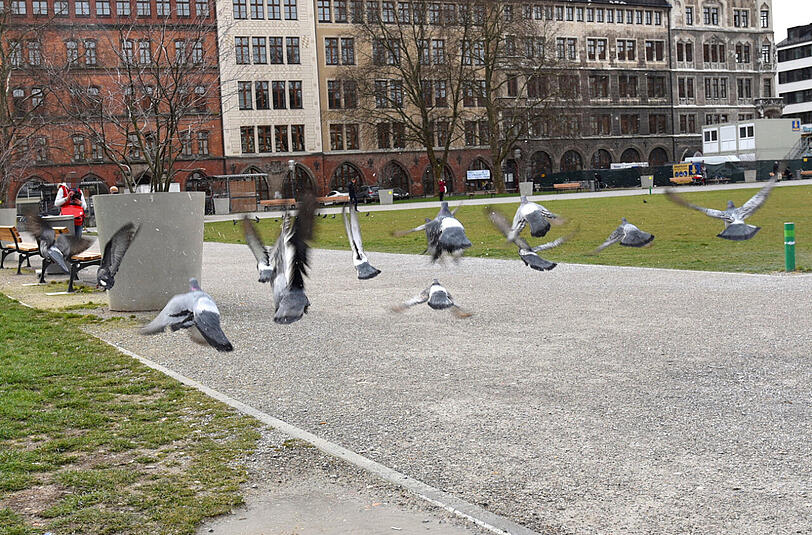 Sekunden später ist das Schauspiel vorbei. "Ich bin etwas zu nah mit der Kamera rangekommen und plötzlich sind alle weggeflogen...", erklärt Matkovic. Trotzdem ein schönes Bild. Vielen Dank fürs Einschicken.