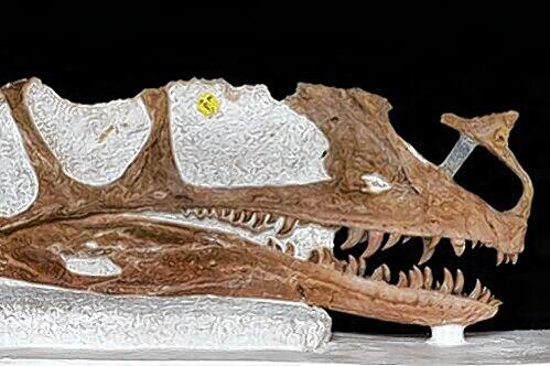 Der Schädel des Ur-Dino: Der Proceratosaurus ist der älteste Verwandte des Tyrannosaurus rex.