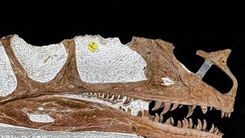 Der Schädel des Ur-Dino: Der Proceratosaurus ist der älteste Verwandte des Tyrannosaurus rex. Der Schädel des Ur-Dino: Der Proceratosaurus ist der älteste Verwandte des Tyrannosaurus rex.