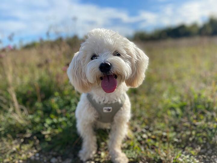 Hazel