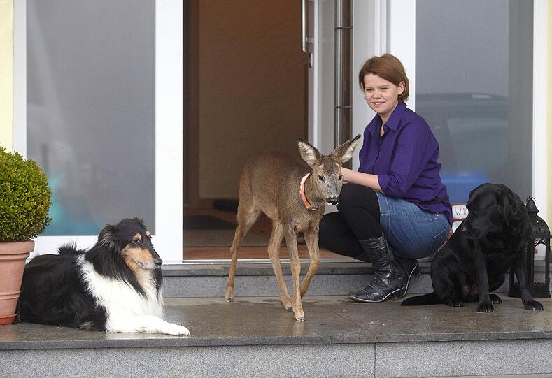 Hausherrin Anita Ackermann hat Mia vor acht Monaten als Waise aufgenommen und mit Lämmermilch, Fläschchen und Schnuller aufgezogen. Die Hunde halfen ihr: &bdquo;Labradorhündin Josie hat Mia sofort als Kind angenommen und sich gekümmert&ldquo;, erzählt Ackermann. Und Collie Luna hat das neue Haustier &bdquo;wie eine Tante&ldquo; akzeptiert.