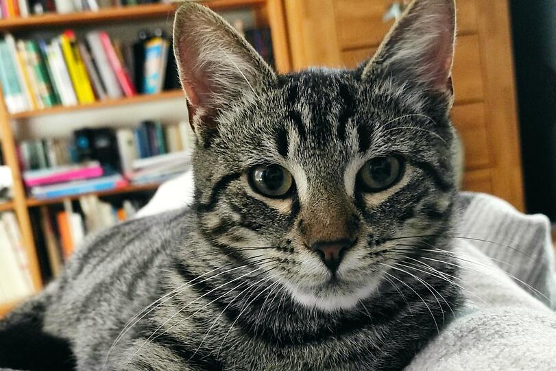 Findus