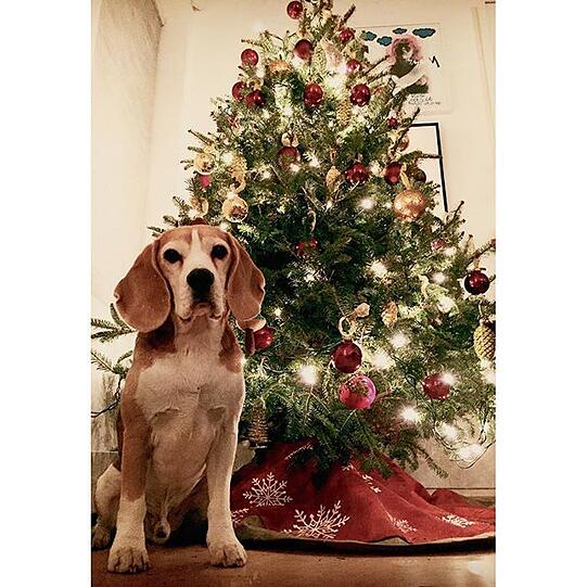 Tierisch in Weihnachtsstimmung: Beagle Kasper, Hund von Topmodel Julia Stegner.