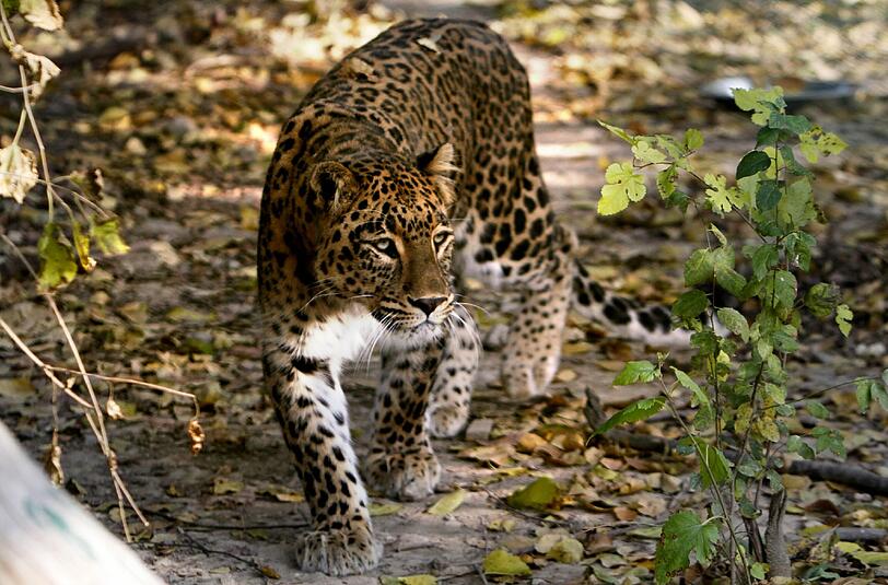 In Indien hat ein Leopard ein Pärchen fast zu Tode erschreckt (Symbolfoto)