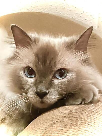 Gwini