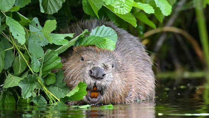 Wenn Biber einen Fluss oder Bach stauen, freut das viele Tier- und Pflanzenarten - ansässige Landwirte oder Unternehmen sind aber wenig begeistert. In Bayern spricht sich der Jagdminister daher für Abschüsse der Tiere aus, die "Probleme" machen. (Symbolbild)
