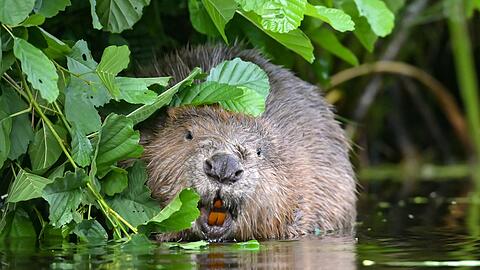 Wenn Biber einen Fluss oder Bach stauen, freut das viele Tier- und Pflanzenarten - ansässige Landwirte oder Unternehmen sind aber wenig begeistert. In Bayern spricht sich der Jagdminister daher für Abschüsse der Tiere aus, die "Probleme" machen. (Symbolbild) Wenn Biber einen Fluss oder Bach stauen, freut das viele Tier- und Pflanzenarten - ansässige Landwirte oder Unternehmen sind aber wenig begeistert. In Bayern spricht sich der Jagdminister daher für Abschüsse der Tiere aus, die "Probleme" machen. (Symbolbild)