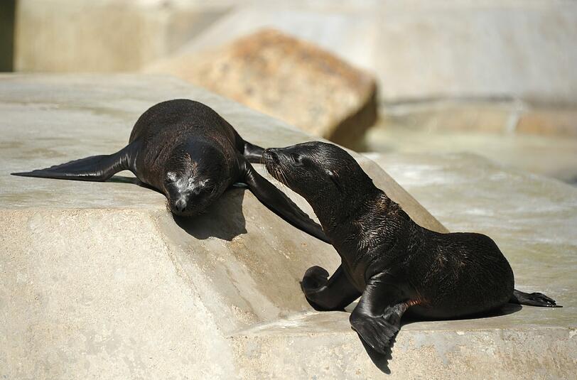 Die Baby-Seelöwen genießen die Sonne im Tierpark. Sie sind diesen Juni auf die Welt gekommen.
