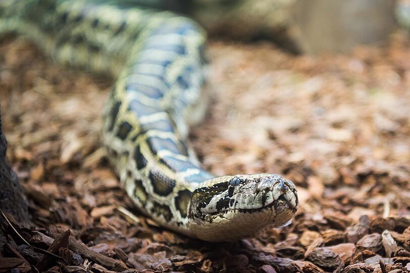 Seit diesem Frühjahr wohnen in Hellabrunn auch zwei Tigerpythons.