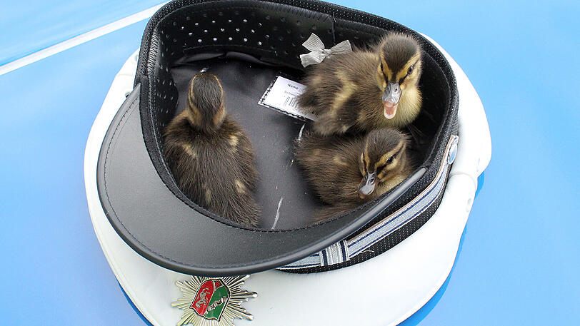In der Mütze eines Beamten ging es für die Entenbabys in eine Tieraufzuchtstation.
