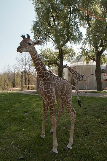 Ein zuckersüßes Giraffenbaby wartet im Tierpark Hellabrunn auf Besucher. Zwei Wochen ist es gerade alt. Hier gibt's schon mal die nettesten Fotos von dem putzigem Tierchen.