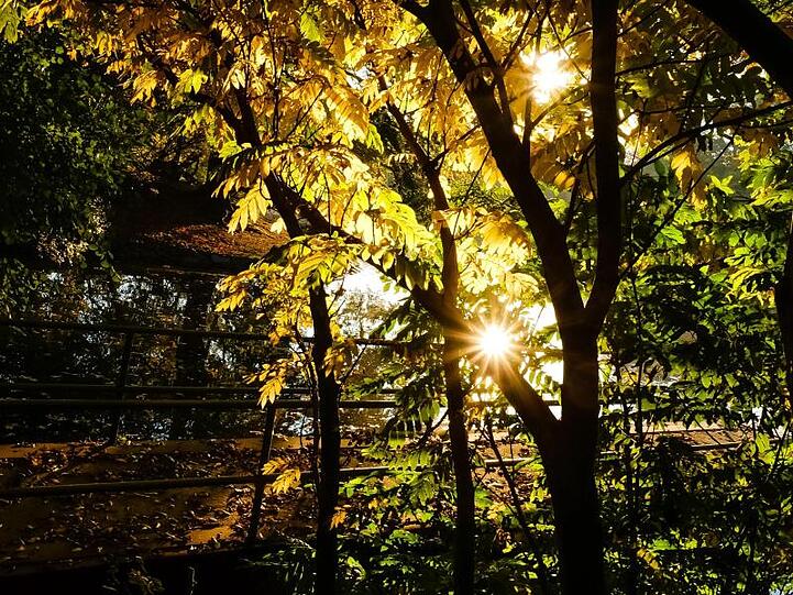 Sonnenstrahlen scheinen auf die gefärbten Blätter eines Baumes. Foto: Frank Molter/Archiv