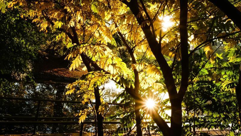 Sonnenstrahlen scheinen auf die gefärbten Blätter eines Baumes. Foto: Frank Molter/Archiv