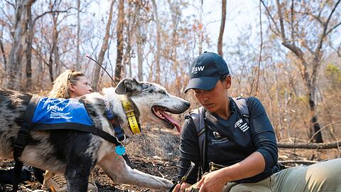 Auch Hunde brauchen bei der Arbeit Schutzkleidung: Bear arbeitete oft mit Hundestiefeln, um seine Pfoten zu sch&uuml;tzen. (Archivbild)