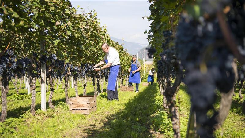 Die Familie Pfeifer baut selber Wein an – Urlauber dürfen die Arbeit im Weinberg miterleben. Die Familie Pfeifer baut selber Wein an – Urlauber dürfen die Arbeit im Weinberg miterleben.