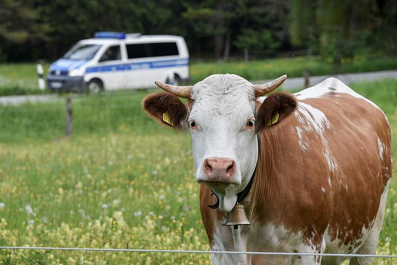 Eine Kuh hat am Donnerstag die Polizei in Kempten auf Trab gehalten. (Archivbild).