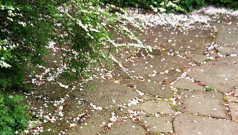 Einige Frühlingseindrücke aus der Borstei hat AZ-Leserin Betina Pflaum festgehalten. Einige Frühlingseindrücke aus der Borstei hat AZ-Leserin Betina Pflaum festgehalten.
